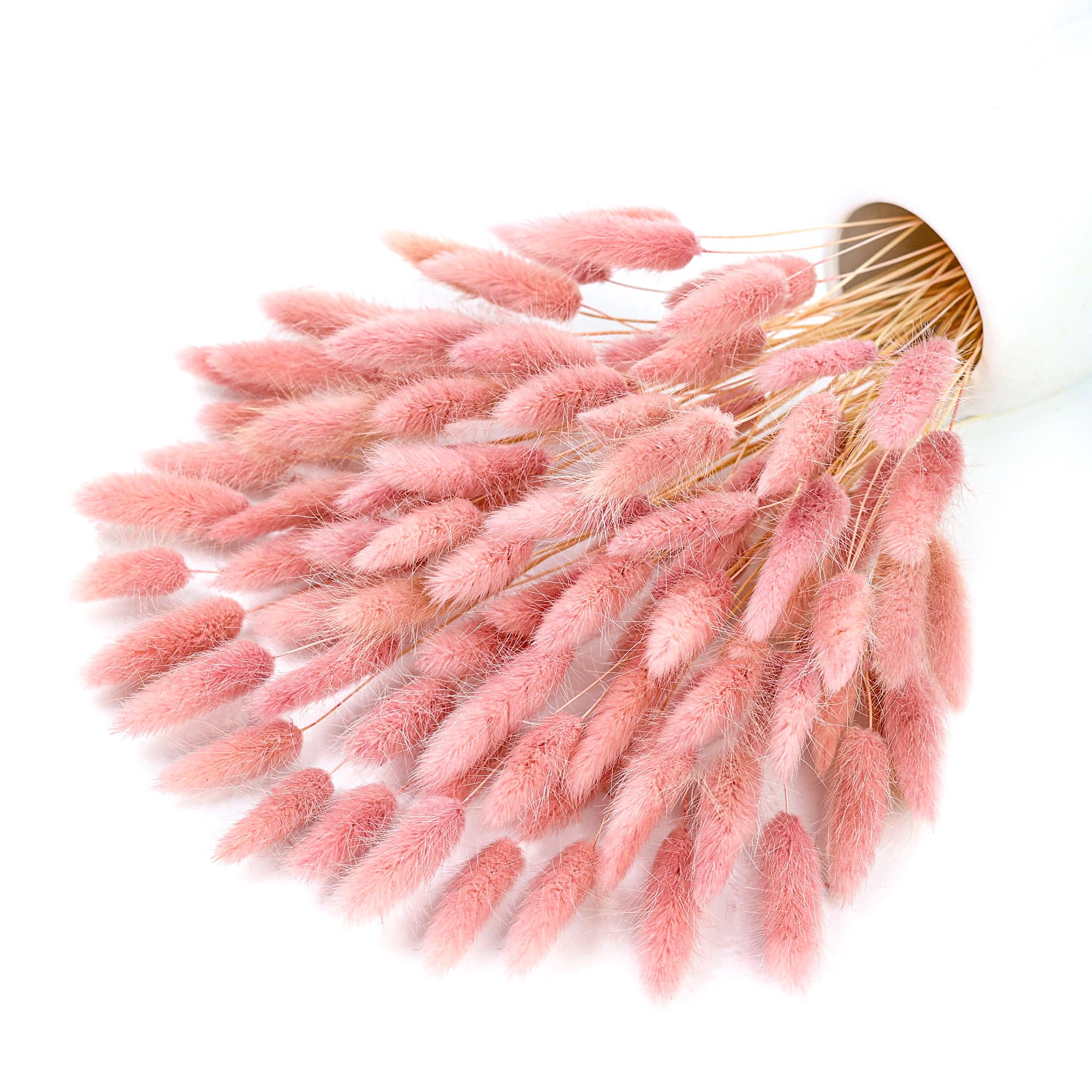 Pampas Grass Decor - 120 Tangkai Rumput Pampas Kering Warna