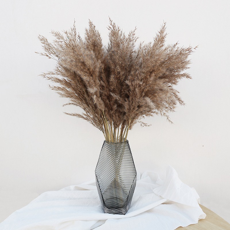 10 Buah Bunga Kering Pampas Gr - Pampas Grass Decor ulasan dan harga
