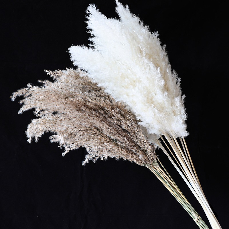 10 Buah Bunga Kering Pampas Gr - Pampas Grass Decor ulasan dan harga