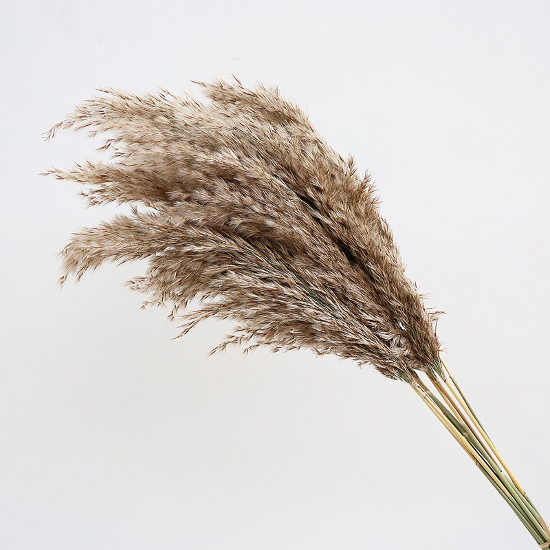 10 Buah Bunga Kering Pampas Gr - Pampas Grass Decor ulasan dan harga