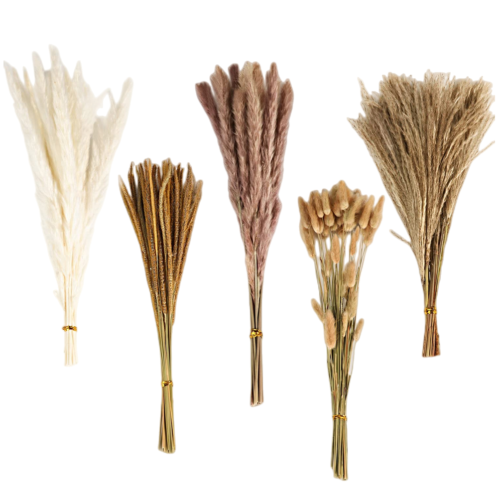 Buket Bunga Kering Campuran Vi - Pampas Grass Decor ulasan dan harga