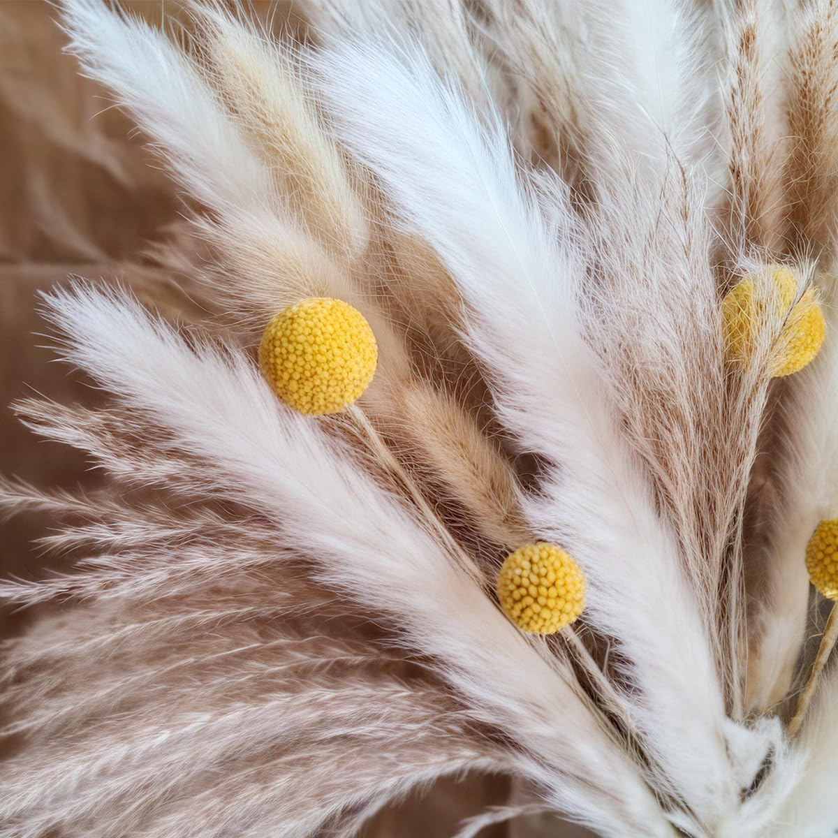 Buket Rumput Pampas Kering Bun - Pampas Grass Decor ulasan dan harga
