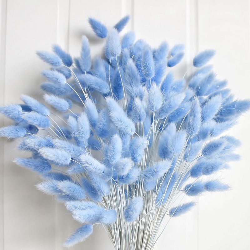 100 Buah Ekor Kelinci Biru Rum - Pampas Grass Decor ulasan dan harga